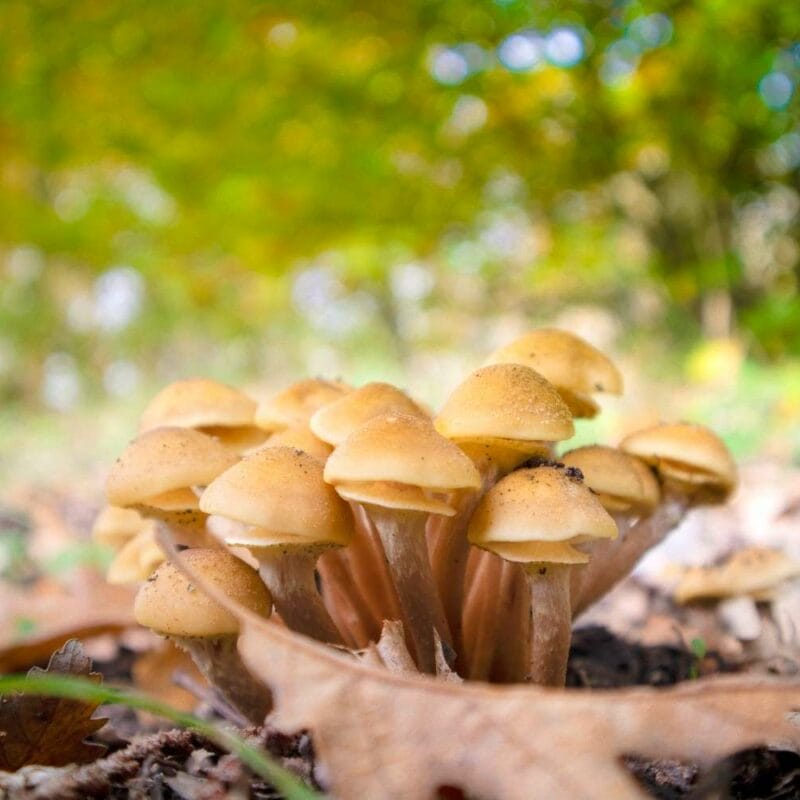 Shrooms Canada | Magic Mushroom Delivery Canada