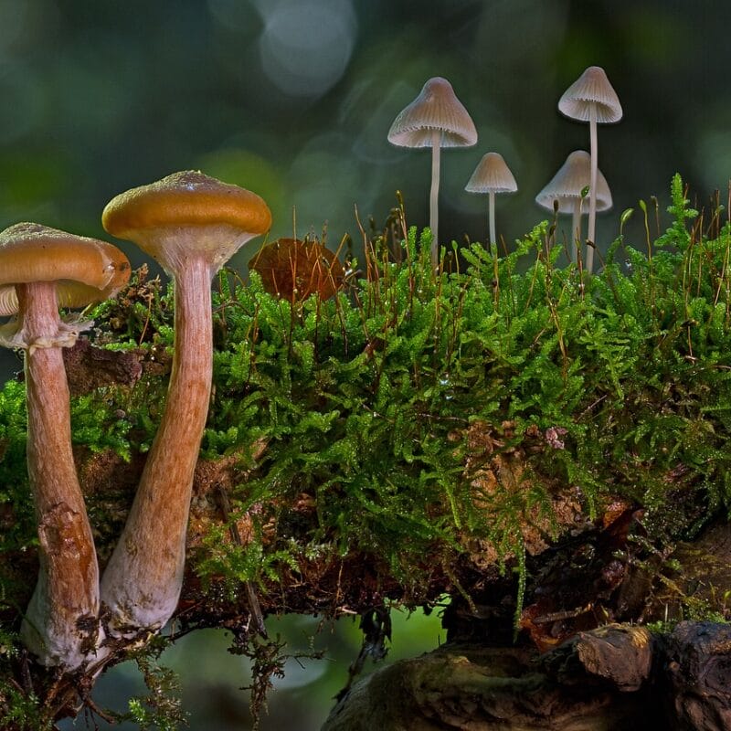 magic mushroom in Canada | Magic Mushroom Delivery Canada