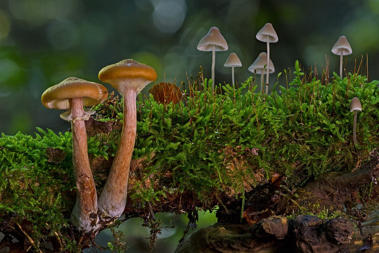 A Majority of Canadians, 80%, Advocate for the Use of Psychedelic Mushrooms in Treating Existential Distress