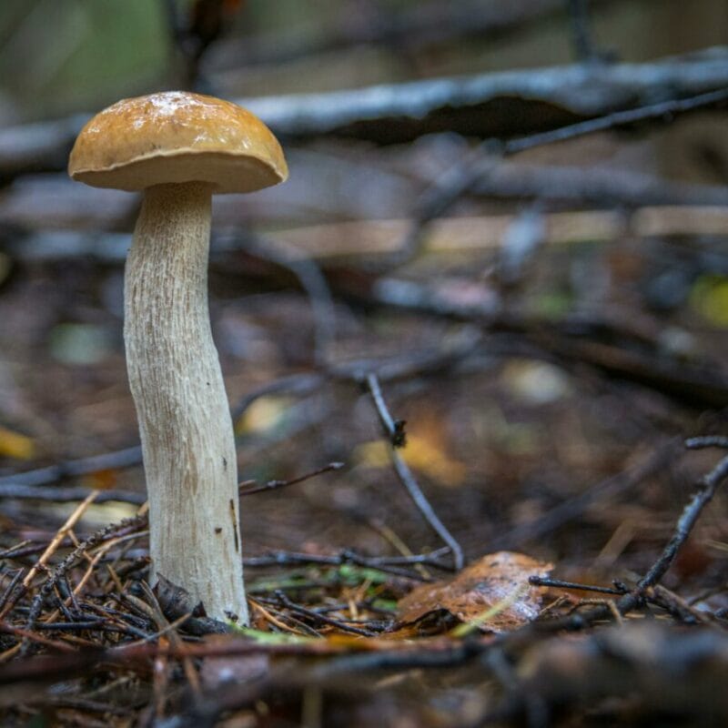Shrooms online | Magic Mushroom Delivery Canada
