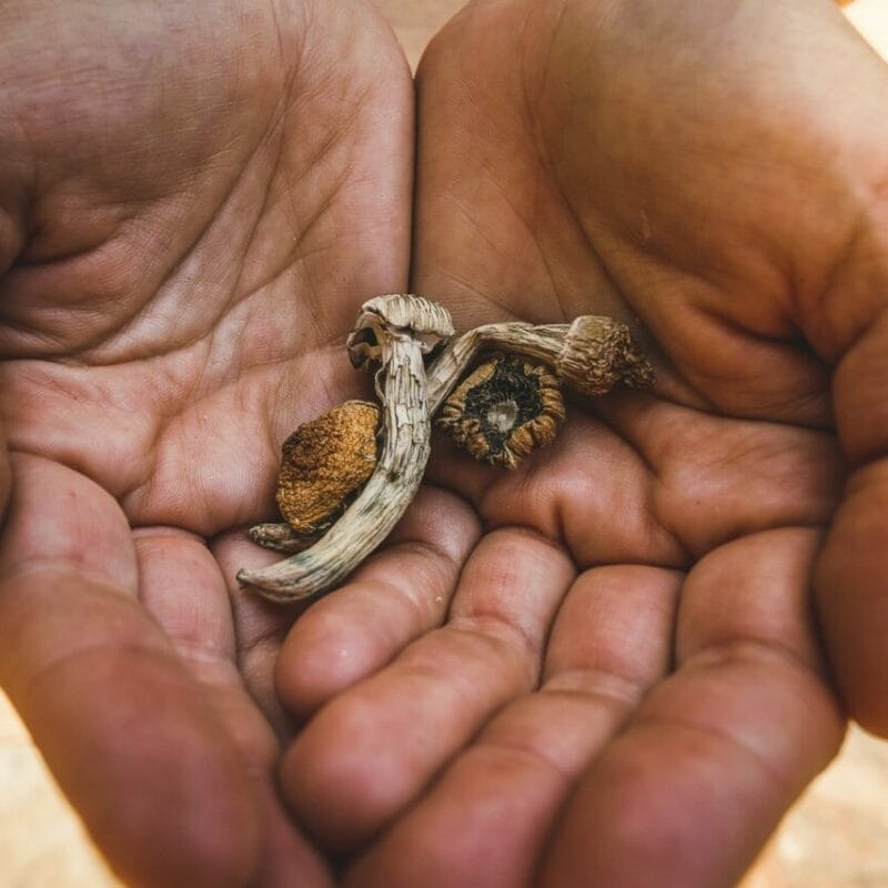 dried shrooms | Magic Mushroom Delivery Canada