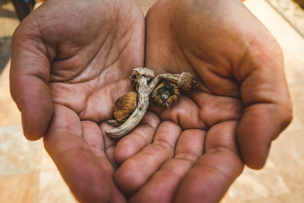 What is the Comparison Between Dried Mushrooms and Other Psychedelics?