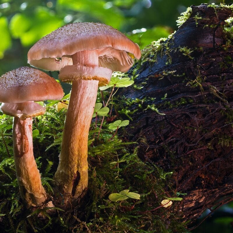 magic mushroom delivery | Magic Mushroom Delivery Canada