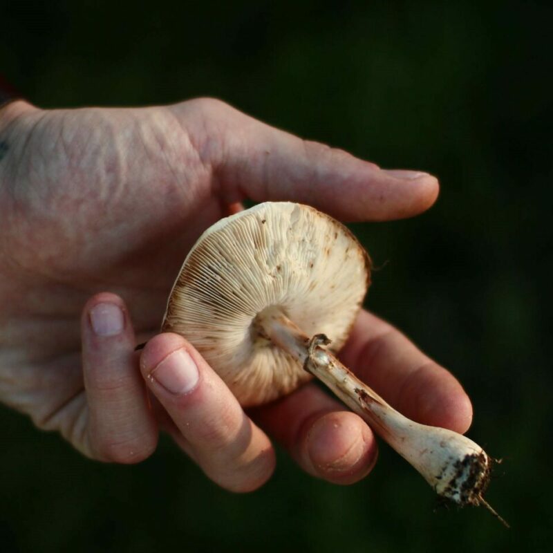 Shrooms | Magic Mushroom Delivery Canada