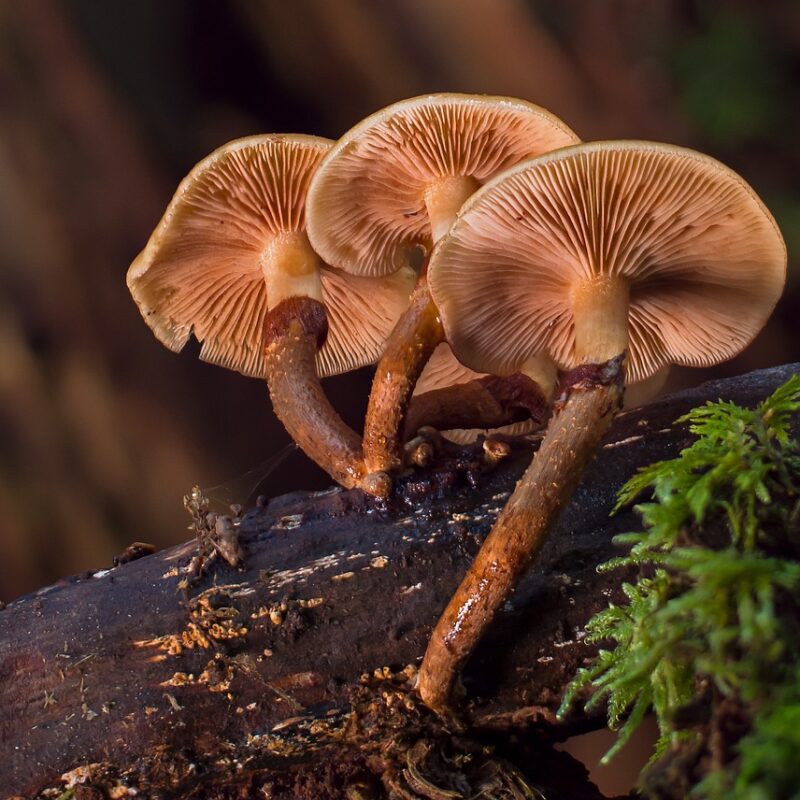 alacabenzi strain | Magic Mushroom Delivery Canada