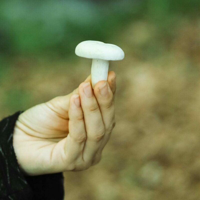 shrooms online in Canada | Magic Mushroom Delivery Canada
