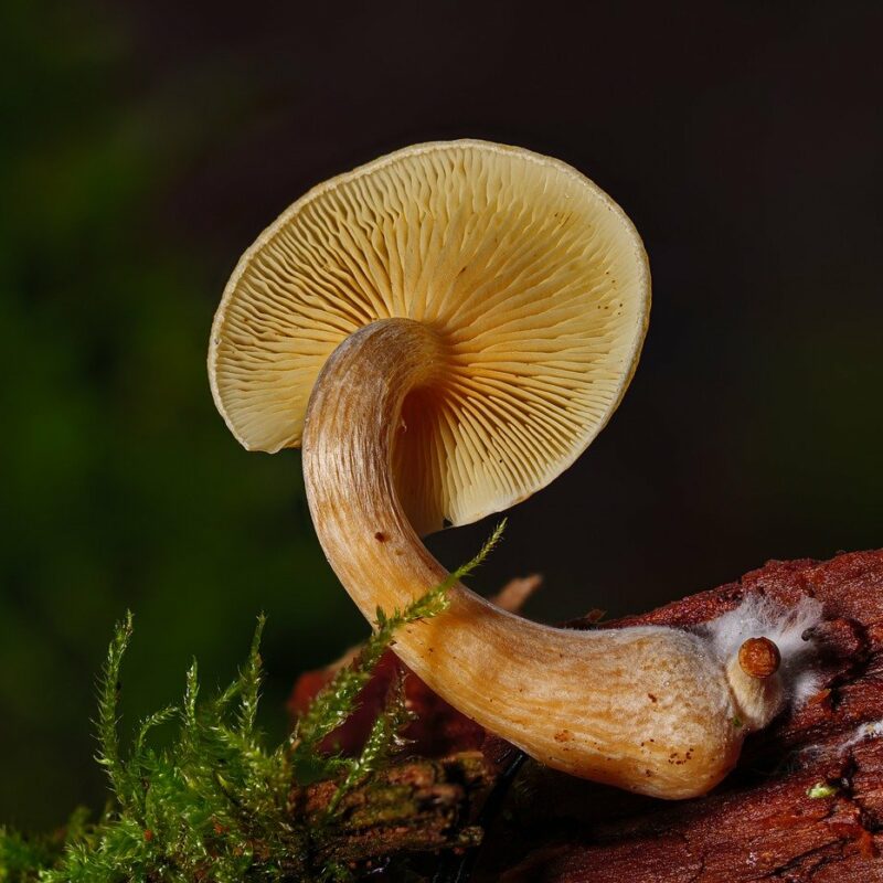Alacabenzi Strain | Magic Mushroom Delivery Canada