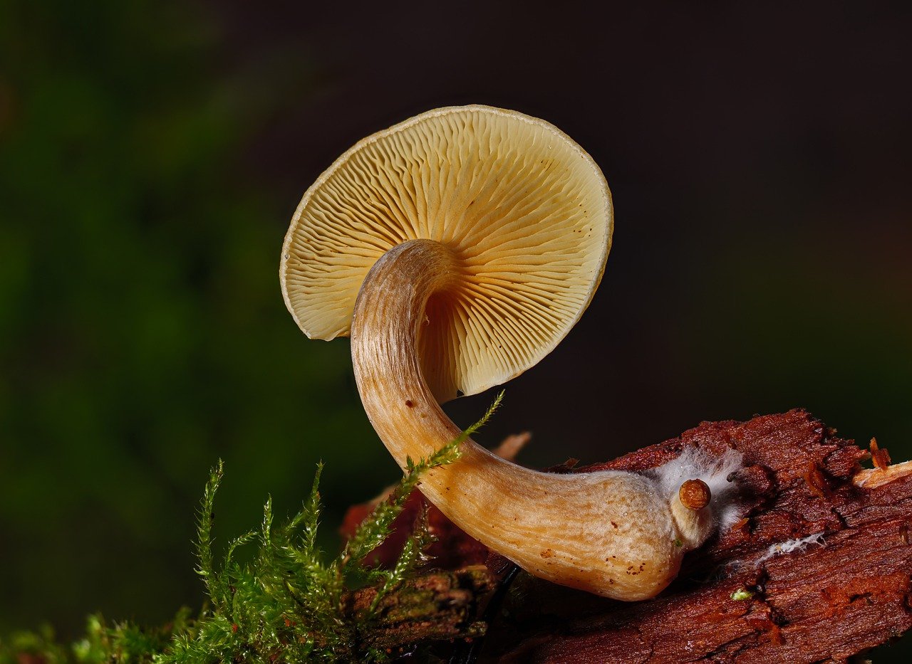 Overview of the Alacabenzi Strain – Essential Knowledge for Users Before Taking Their Initial Dose