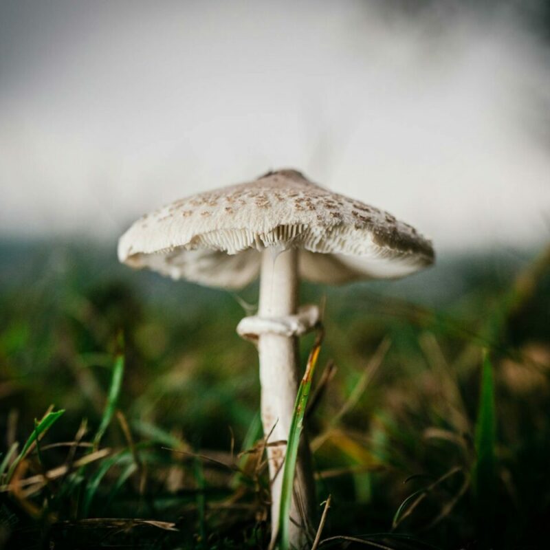 White Monster | Magic Mushroom Delivery Canada