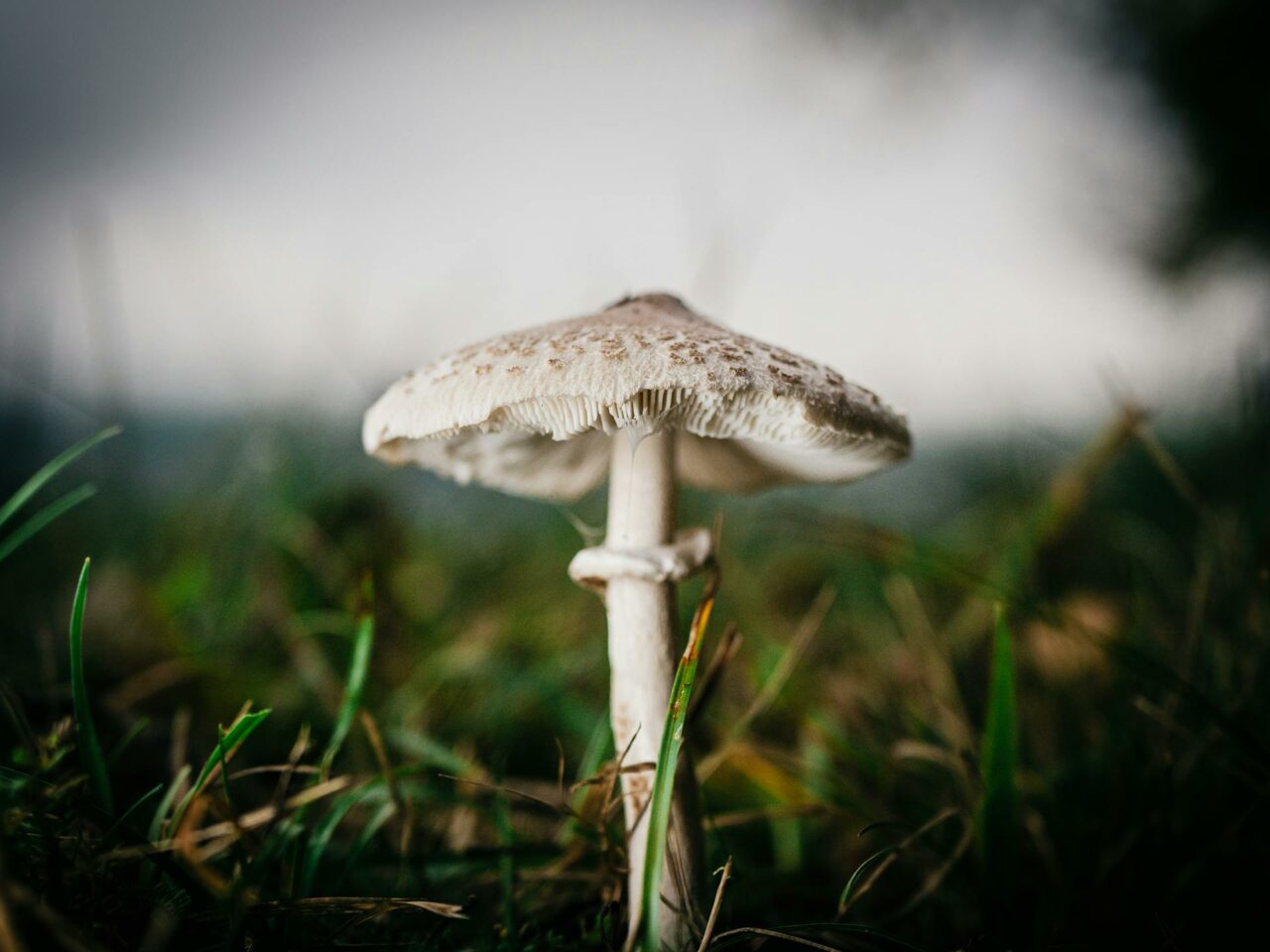 Which Complements Should You Choose for White Monster Magic Mushrooms to Boost Their Effects?