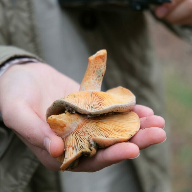 Apex Strain | Magic Mushroom Delivery Canada