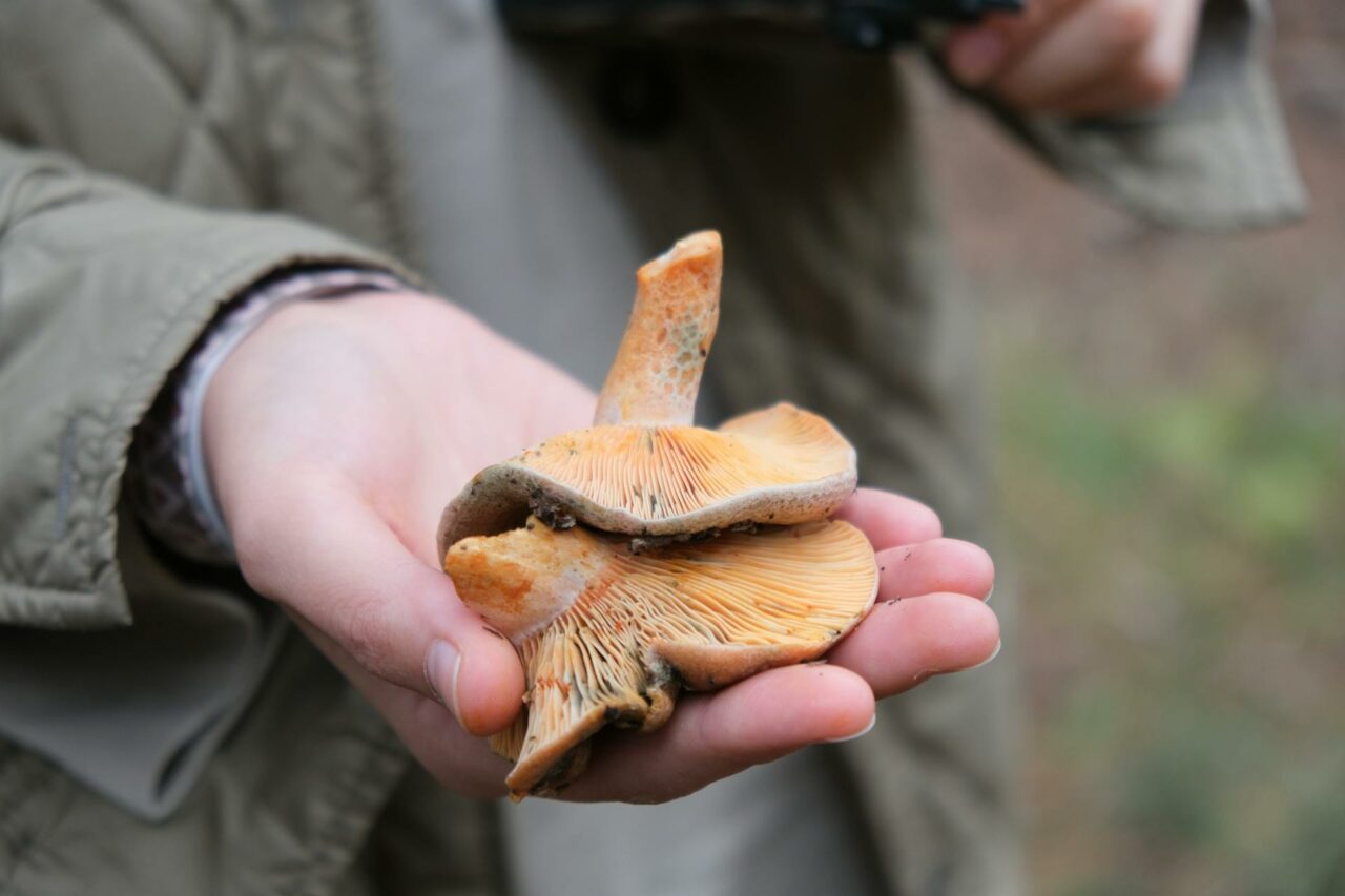 The Reason Why Apex Strain Mushroom Will Forever Be in My Self-Care Arsenal