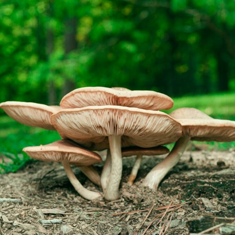 Big Daddy Mushroom | Magic Mushroom Delivery Canada