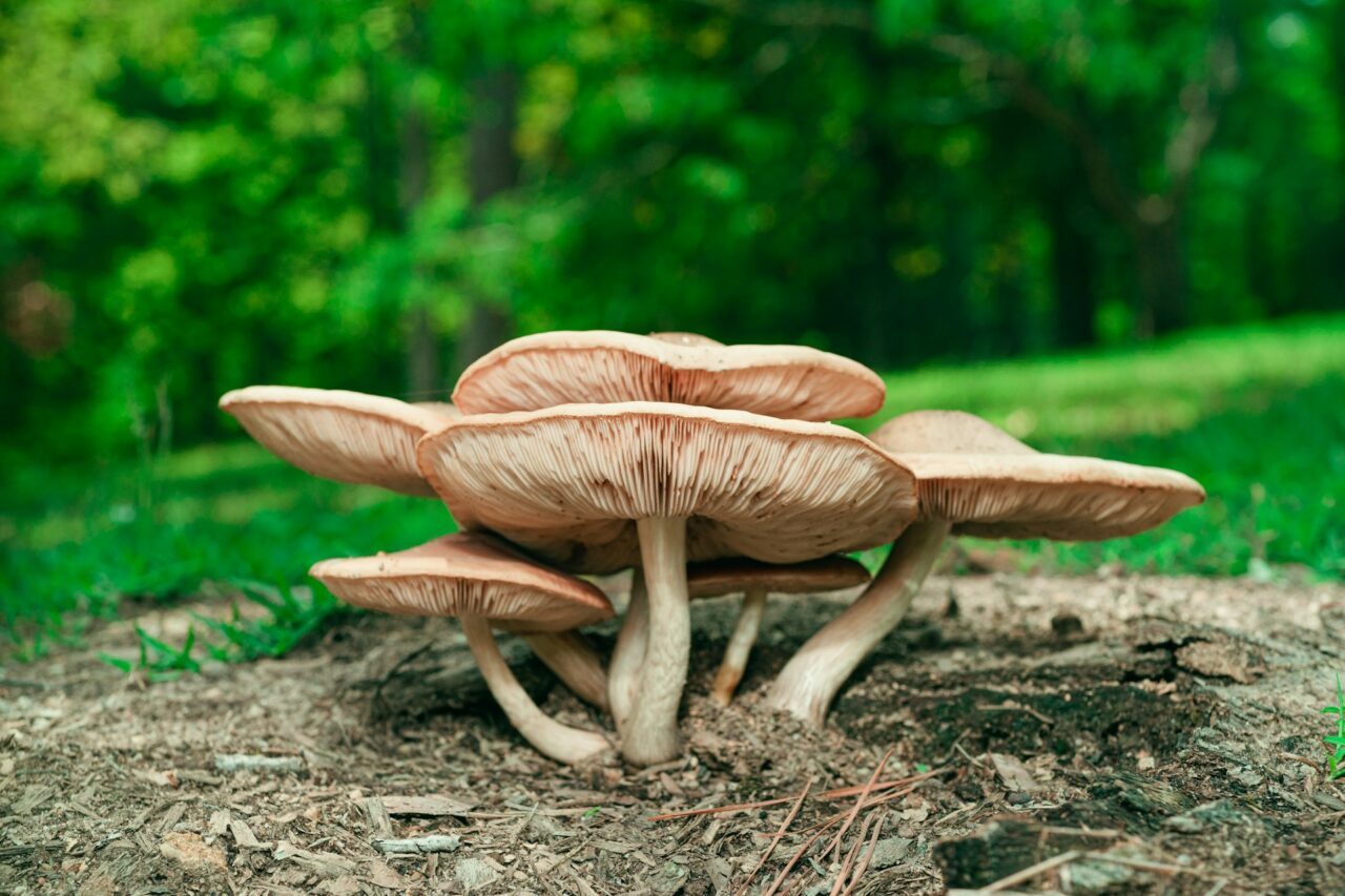 Experienced the Big Daddy Mushroom during a hike—A 10/10 Experience, Highly Recommended Again