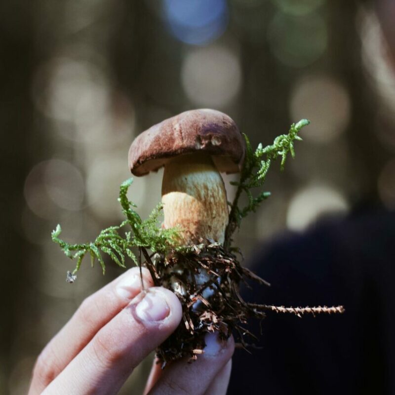 Buy Shrooms | Magic Mushroom Delivery Canada