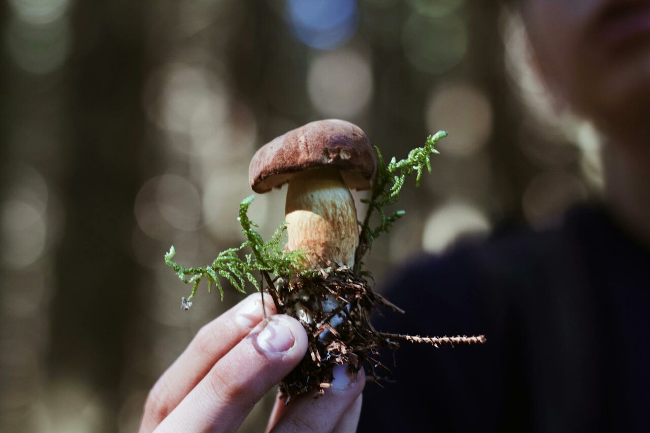 Purchase Magic Mushrooms Online? A Retiree Regrets Not Utilizing Psilocybin 45 Years Earlier