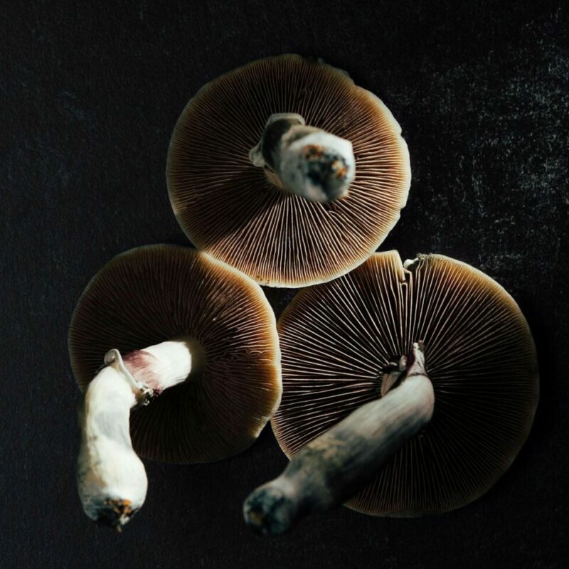Magic Mushroom Canada | Magic Mushroom Delivery Canada