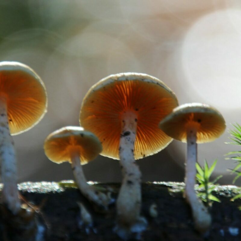 Magic Mushroom Delivery | Magic Mushroom Delivery Canada