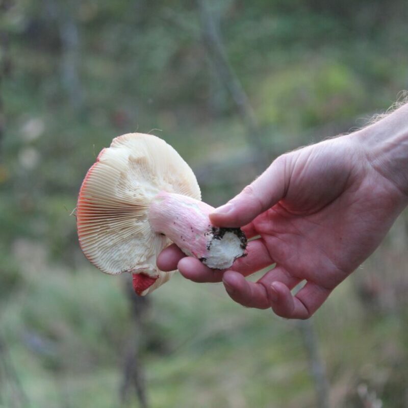 Magic Mushroom Delivery | Magic Mushroom Delivery Canada