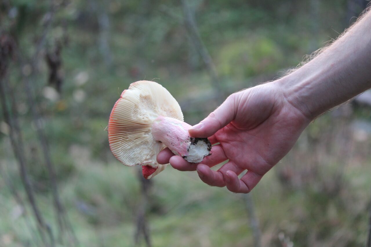 Delivery of Magic Mushrooms Assists in the Recovery of Paralyzed Mountain Athletes