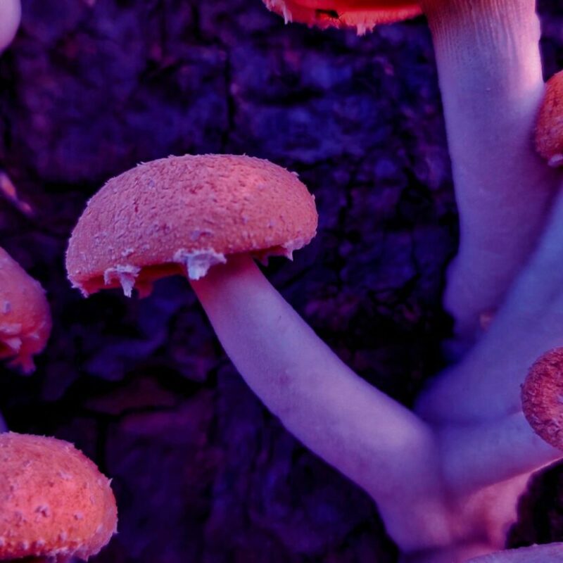Mushroom Dispensary | Magic Mushroom Delivery Canada