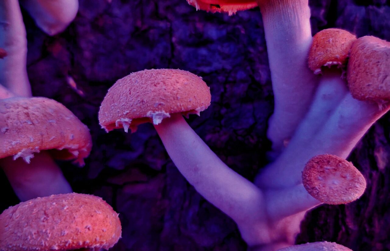 How Psilocybin Obtained from a Mushroom Dispensary Could Help Redesign Minds Burdened with HIV-Related Guilt