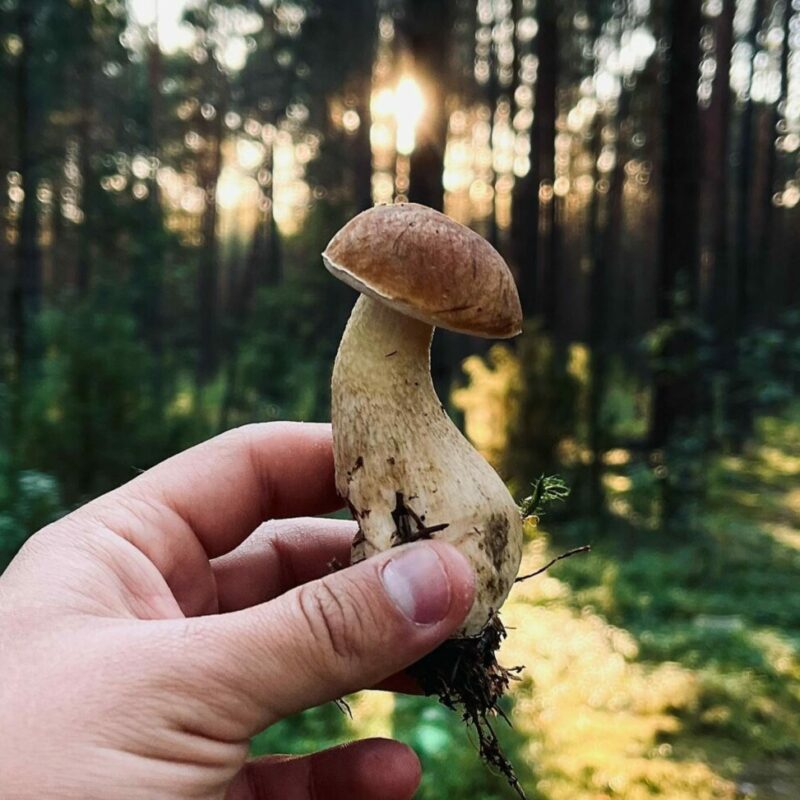 Shrooms Delivery Canada | Magic Mushroom Delivery Canada