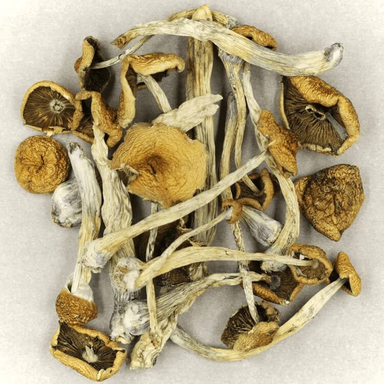  | Magic Mushroom Delivery Canada