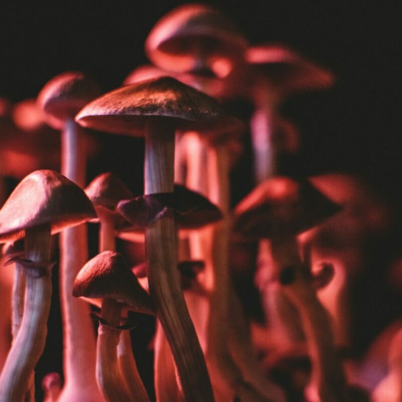  | Magic Mushroom Delivery Canada