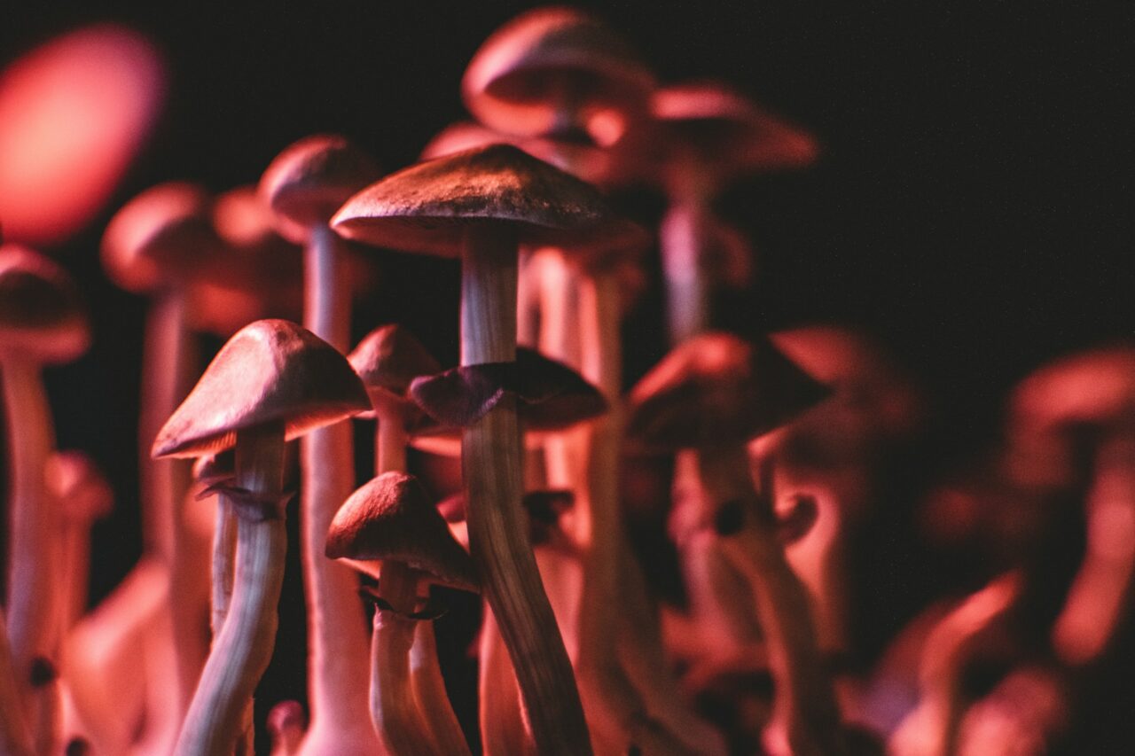 My Experience with Obtaining Psychedelics Online (And Steering Clear of Fraudulent Schemes)